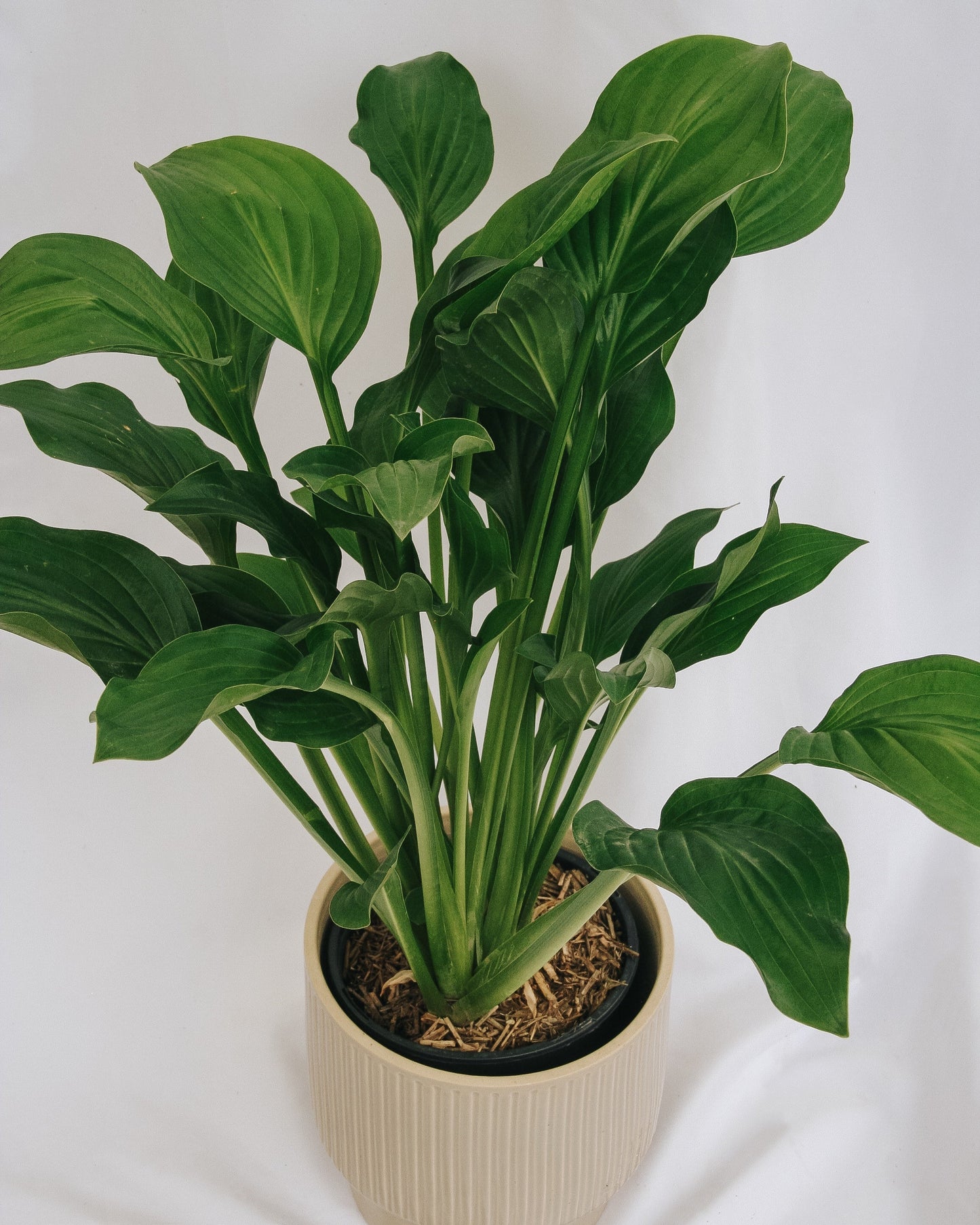 Royal Standard Plantain Lily