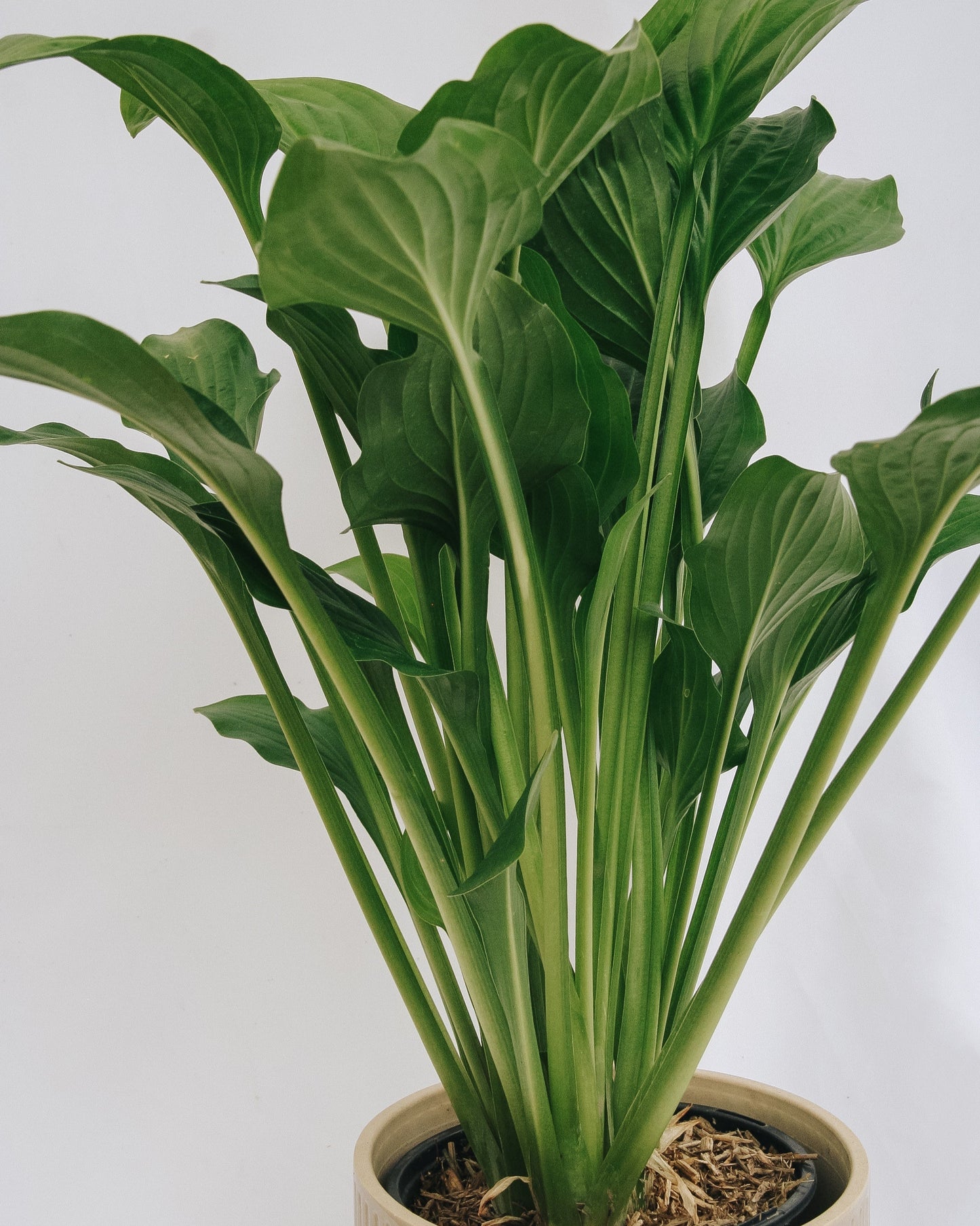 Royal Standard Plantain Lily