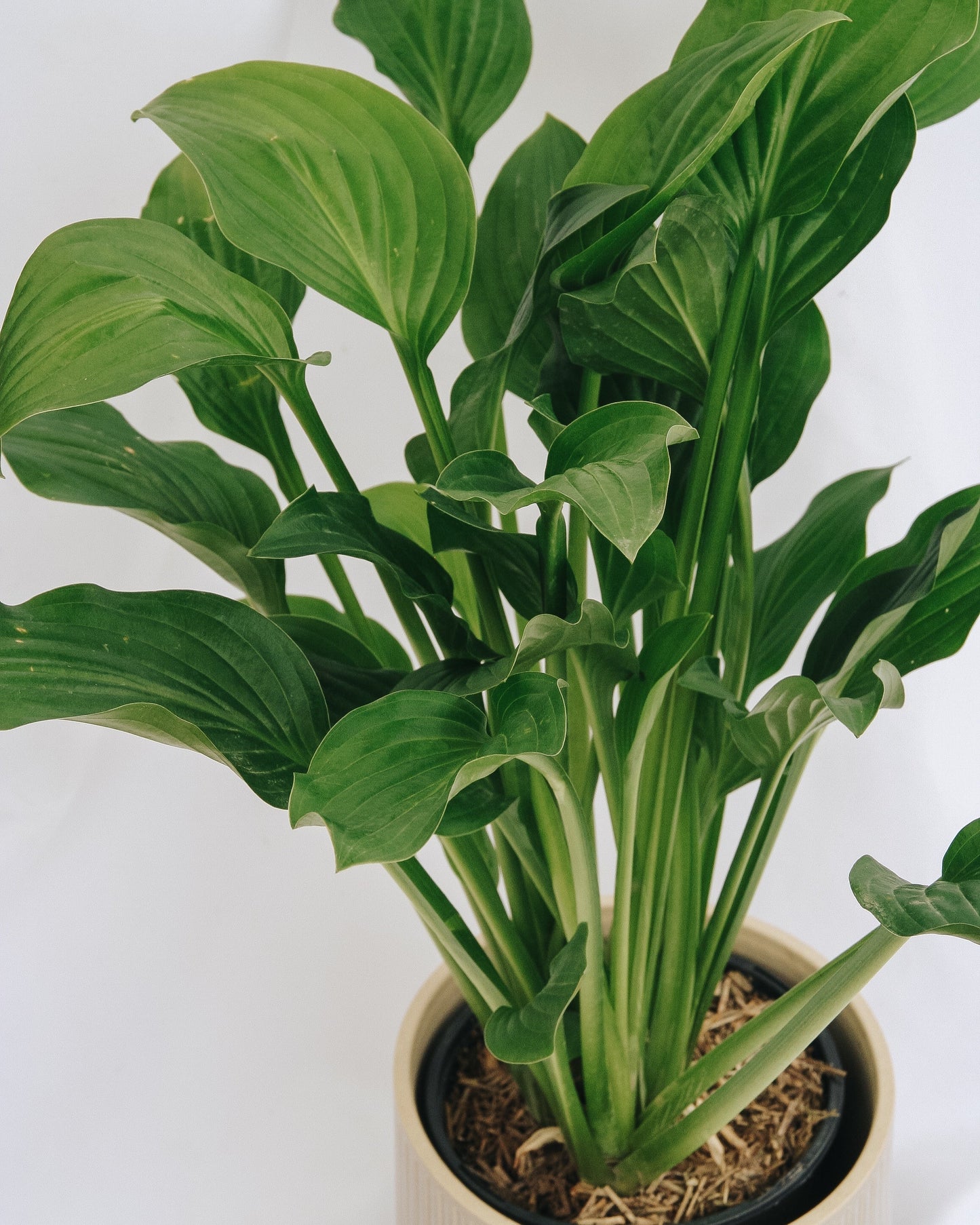 Royal Standard Plantain Lily