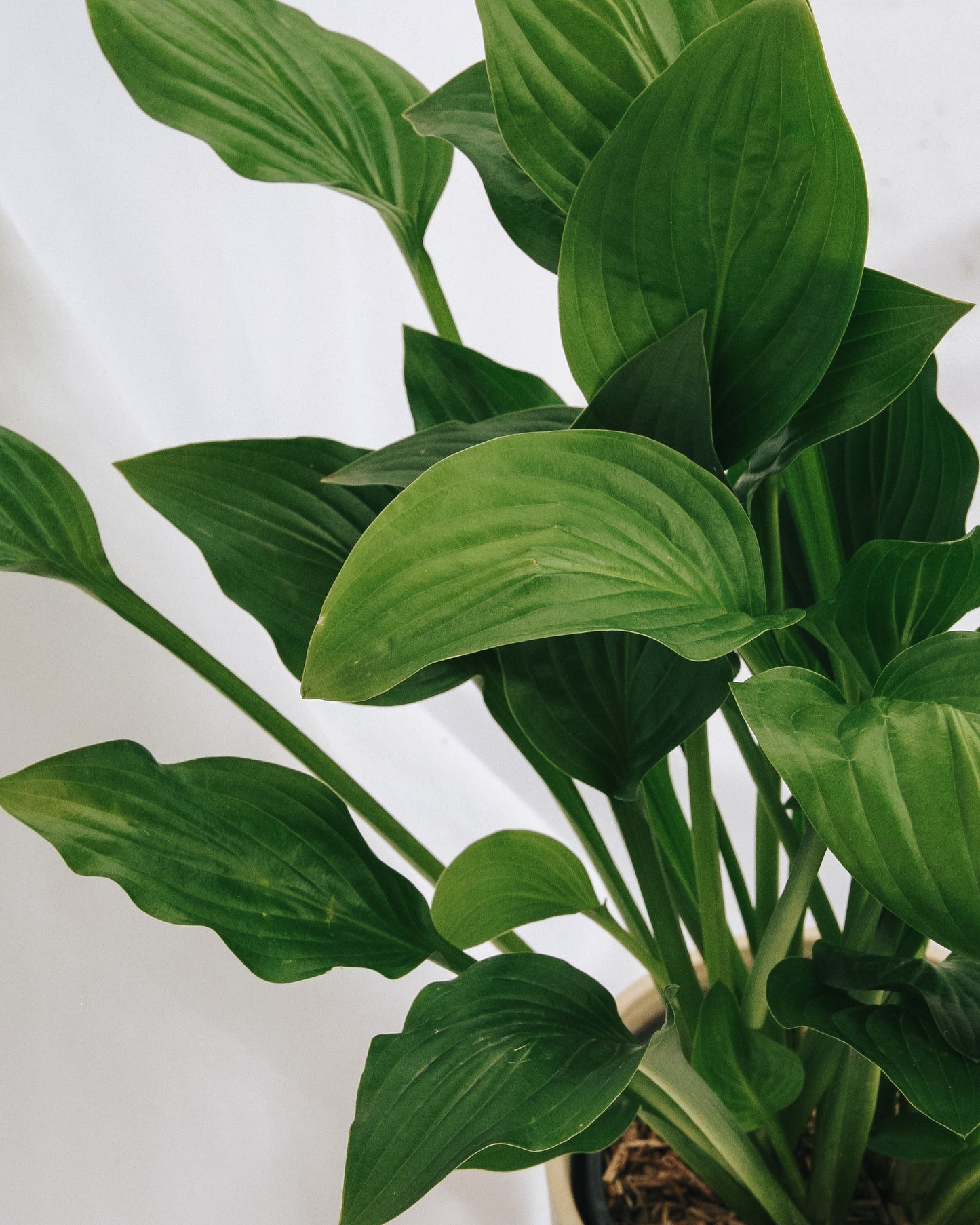 Royal Standard Plantain Lily