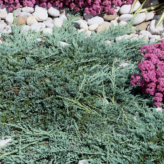 Blue Rug Juniper 3 Gallon / 1 Plant