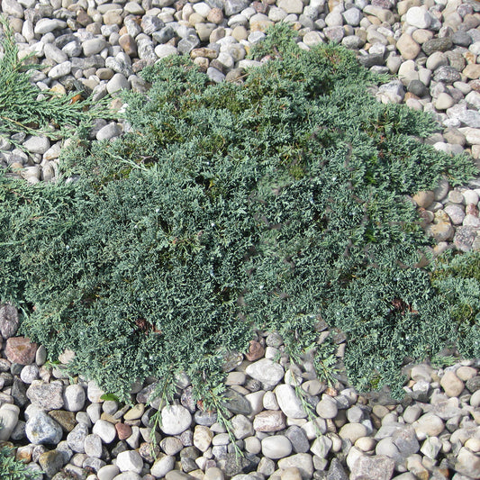 Icee Blue Creeping Juniper