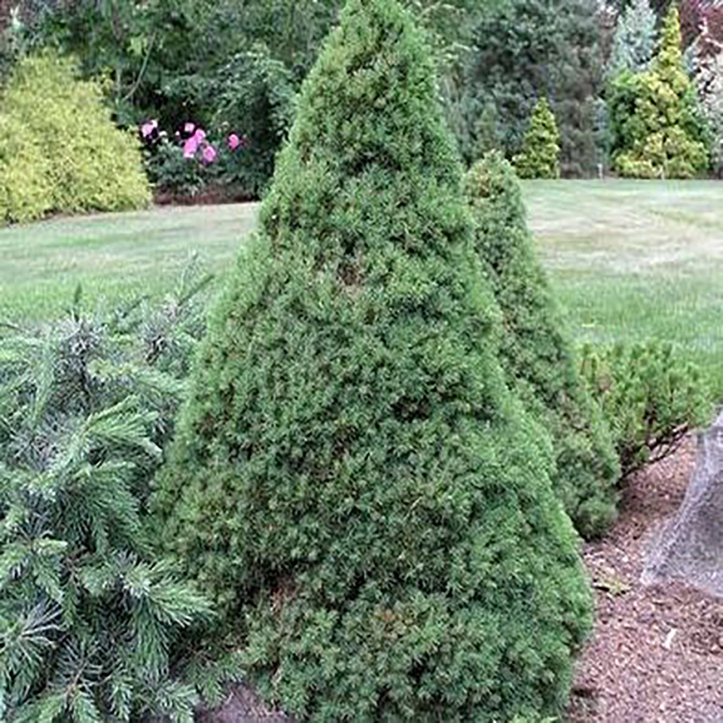 Jean's Dilly¬¨¬Æ Spruce 2 Gallon / 1 Tree