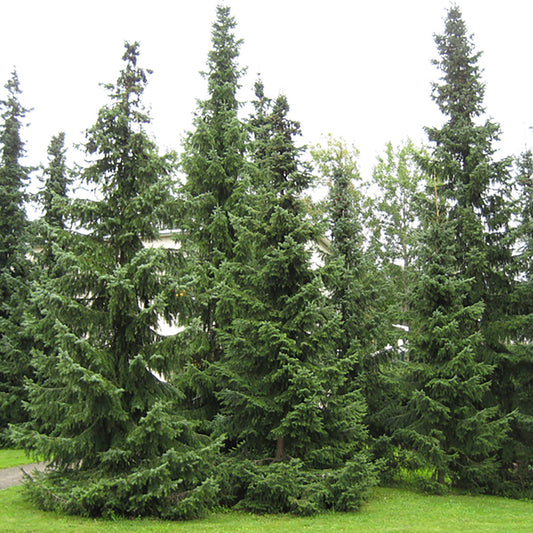 Serbian Spruce