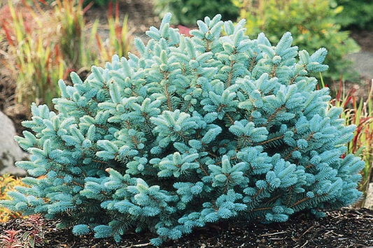 Colorado Globe Blue Spruce