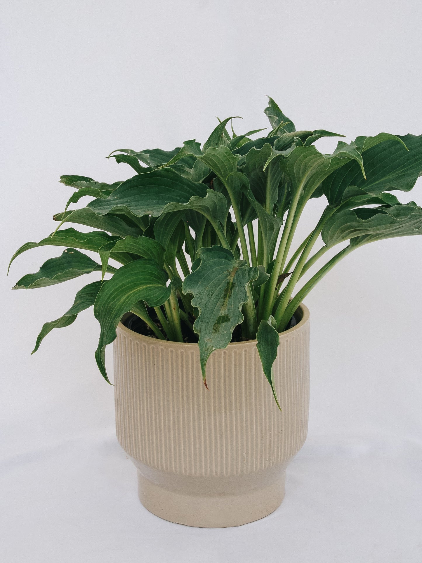 Waterslide Plantain Lily