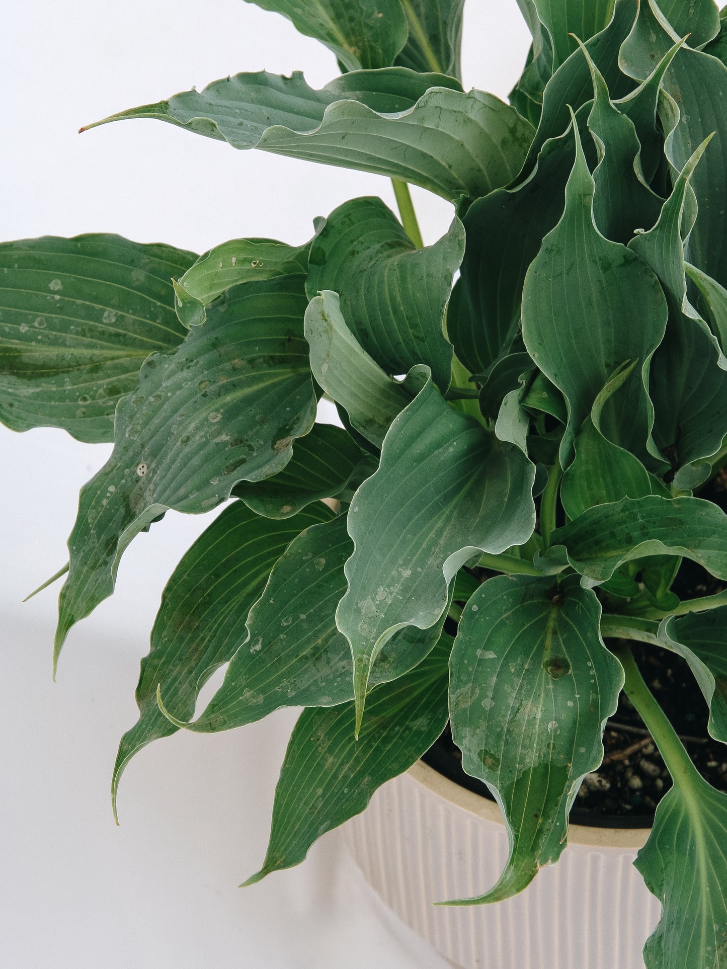 Waterslide Plantain Lily