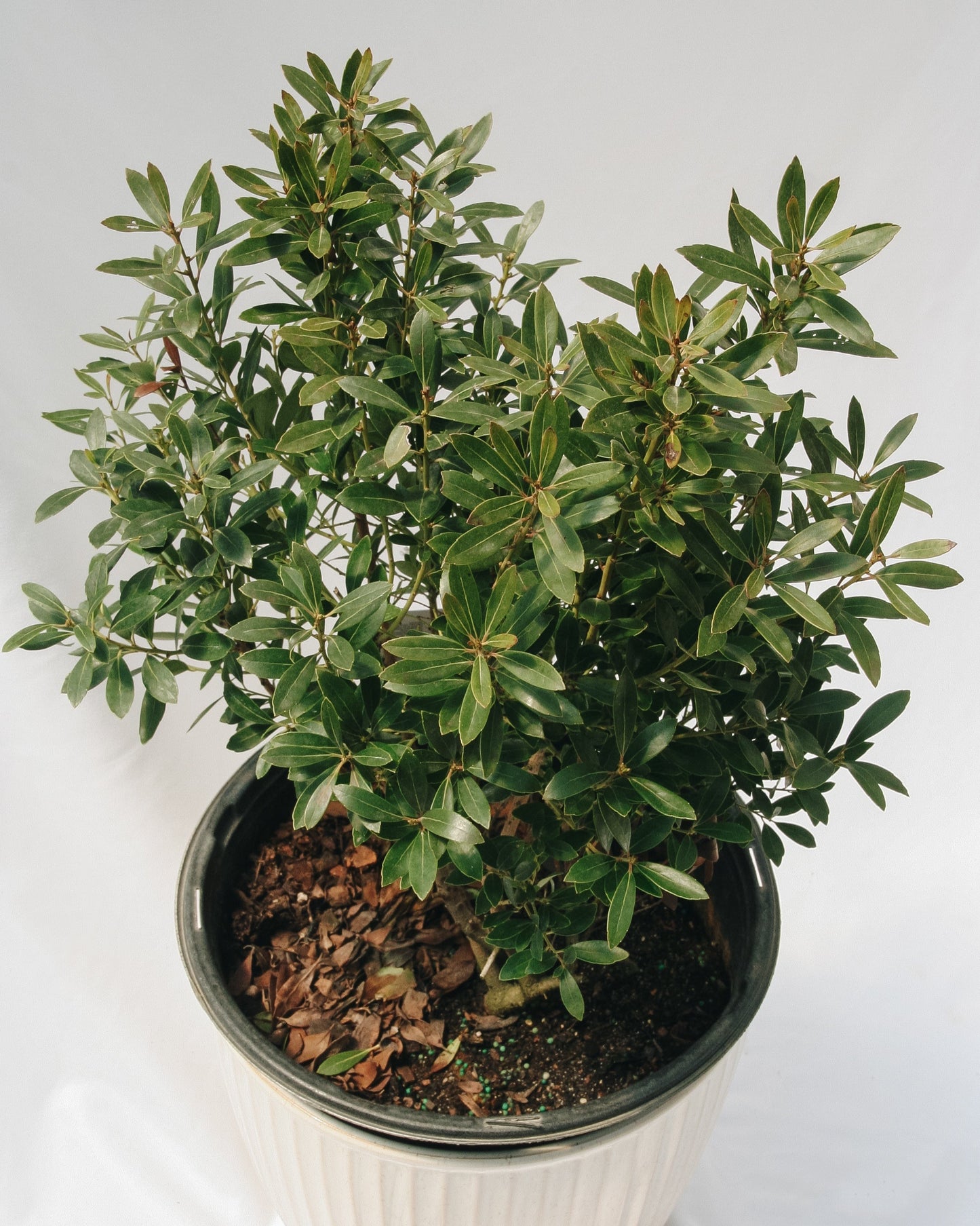 Shamrock Holly