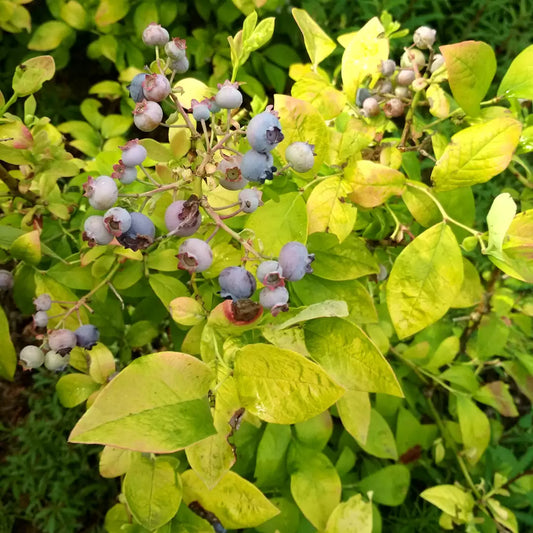 Sky Dew Gold Northern Highbush Blueberry