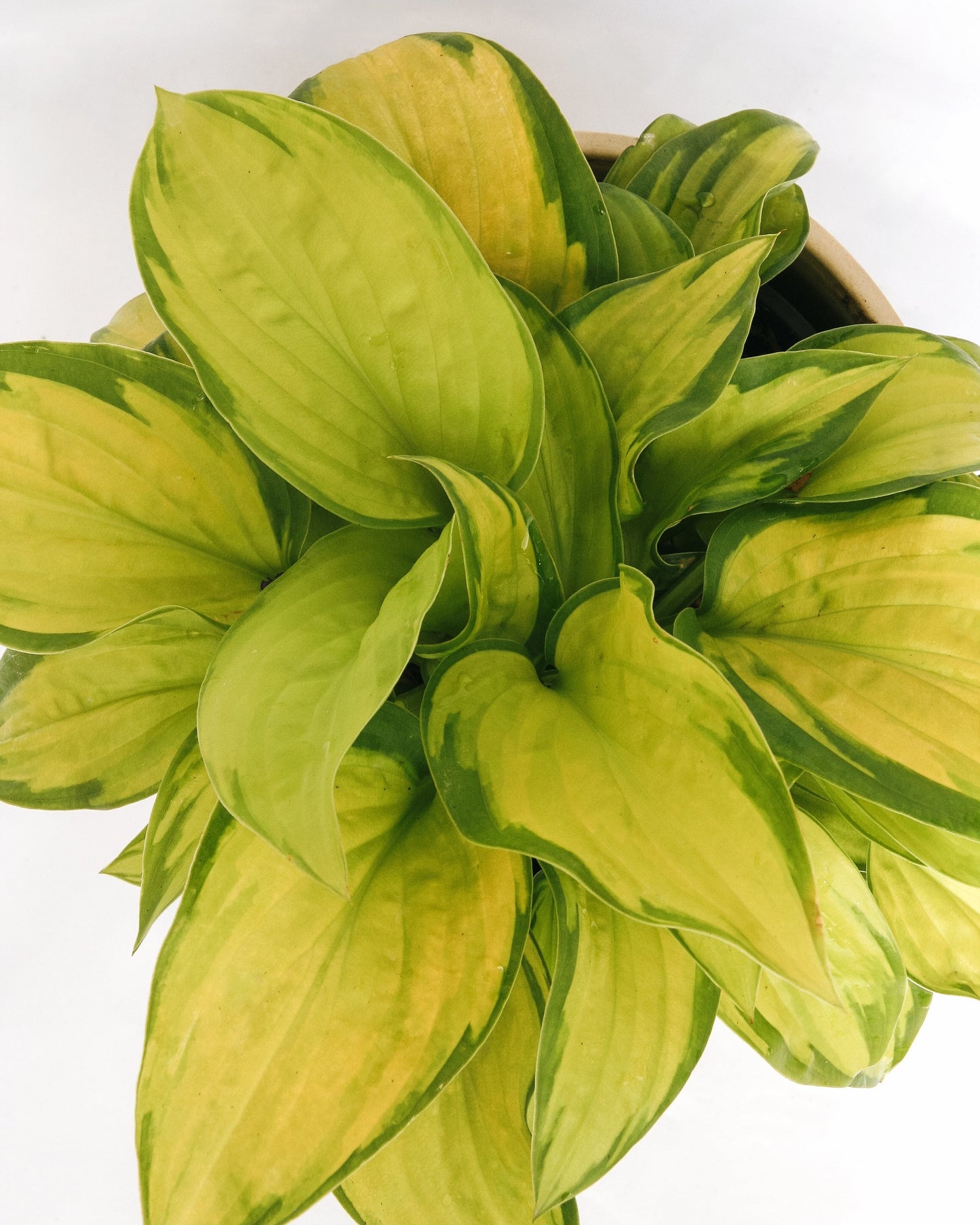 Stained Glass Plantain Lily