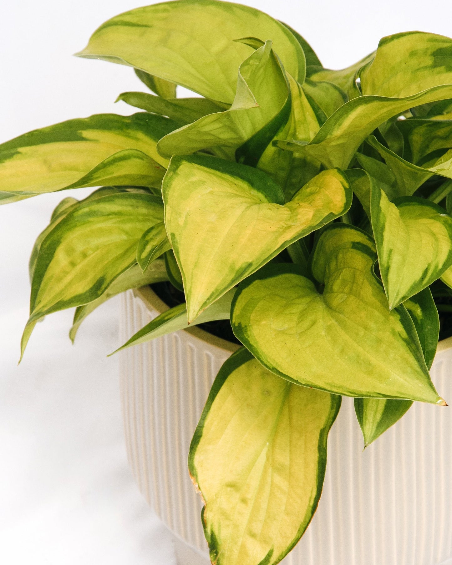Stained Glass Plantain Lily