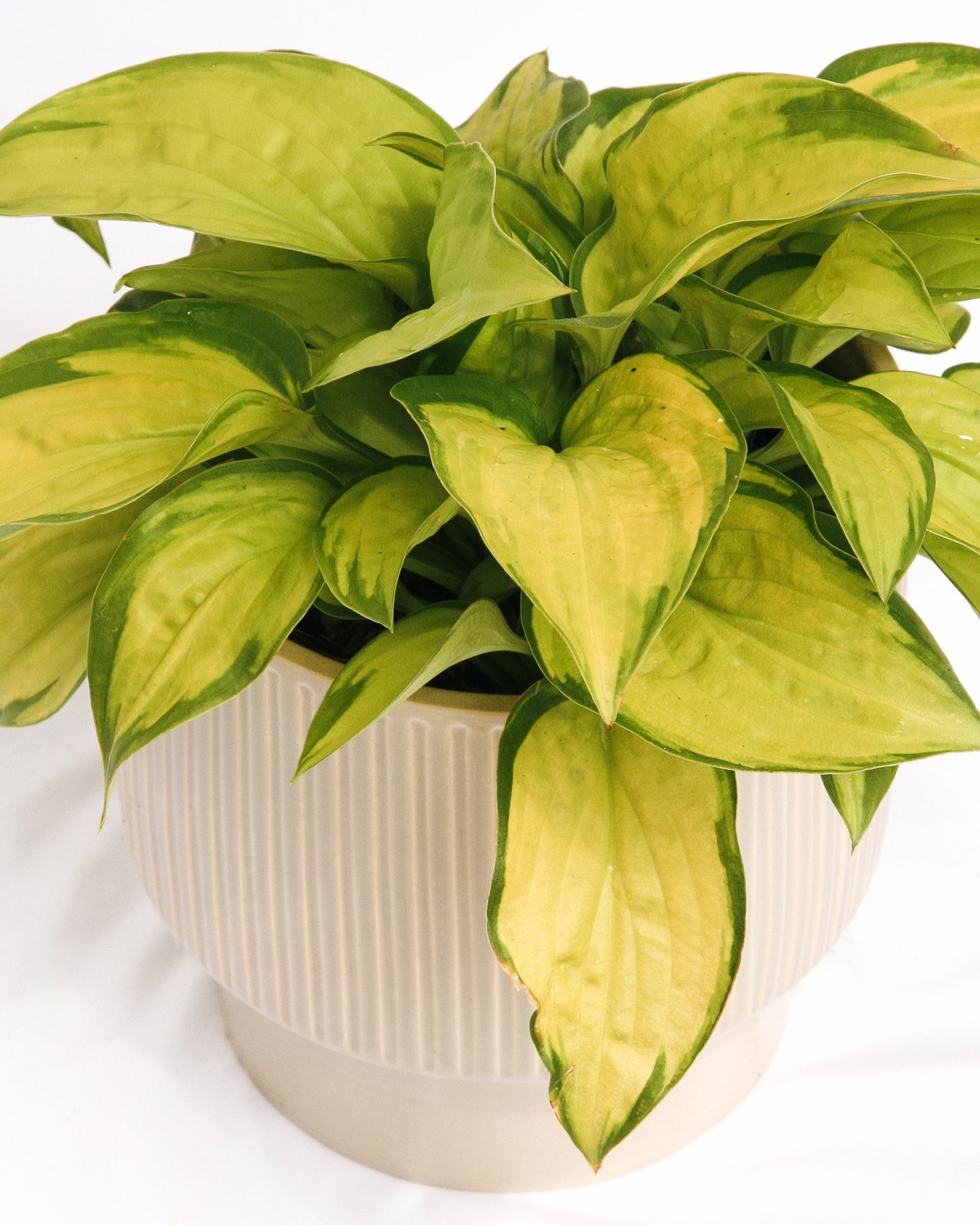 Stained Glass Plantain Lily