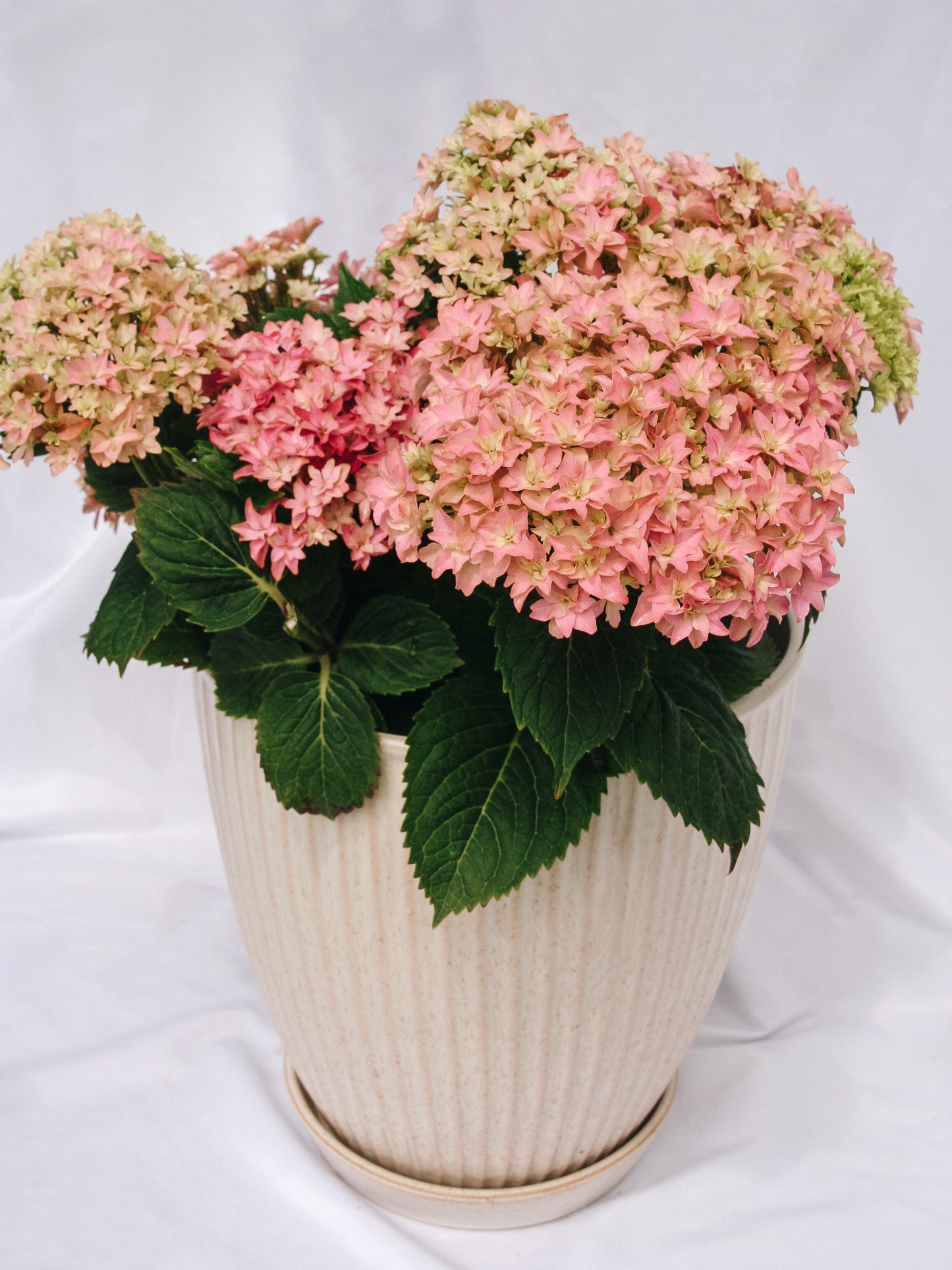 Starfield Hydrangea