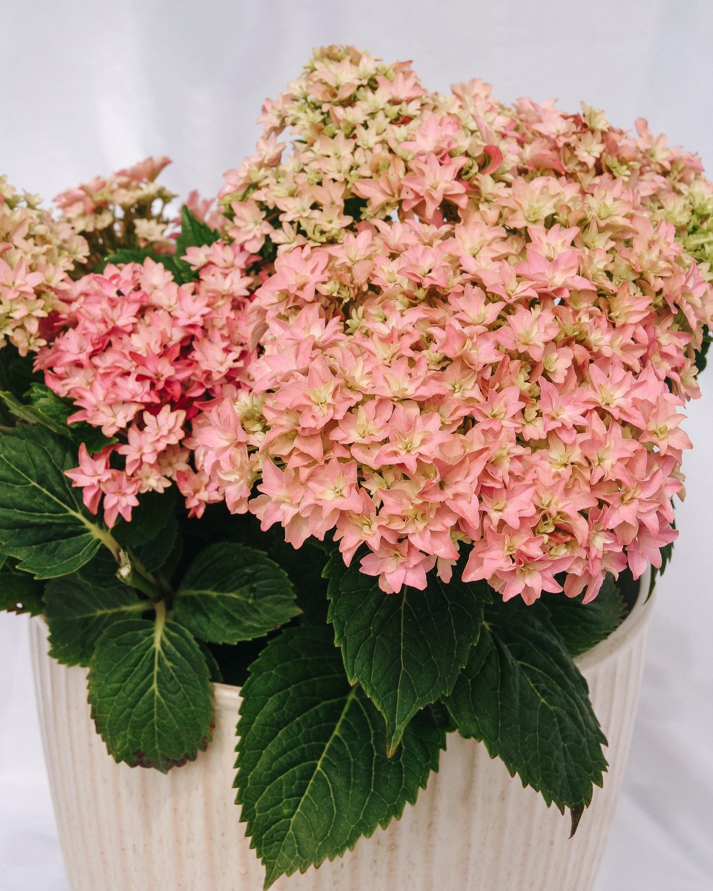 Starfield Hydrangea