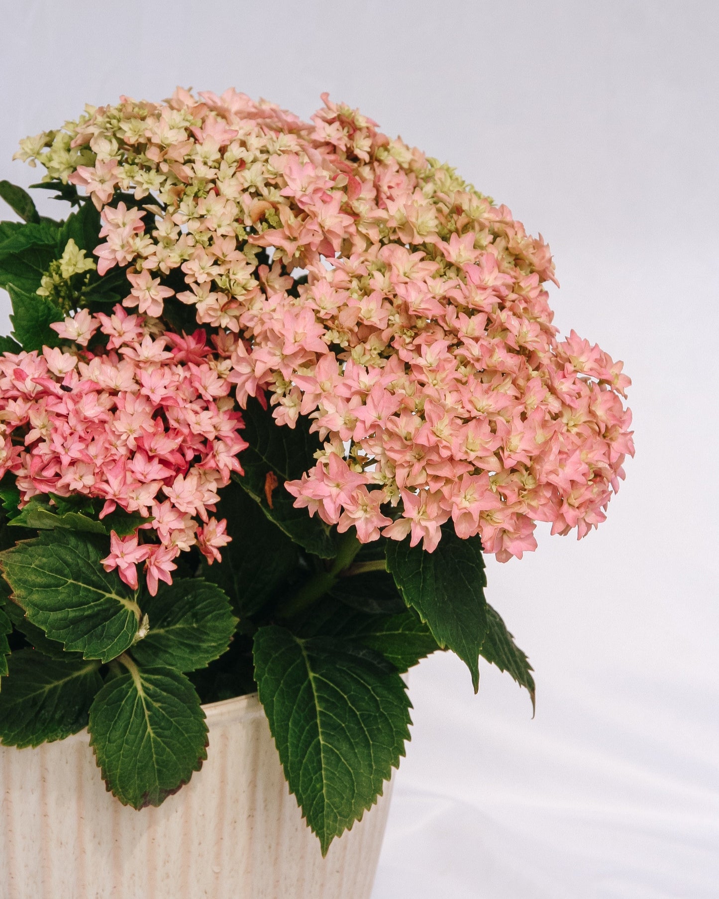 Starfield Hydrangea