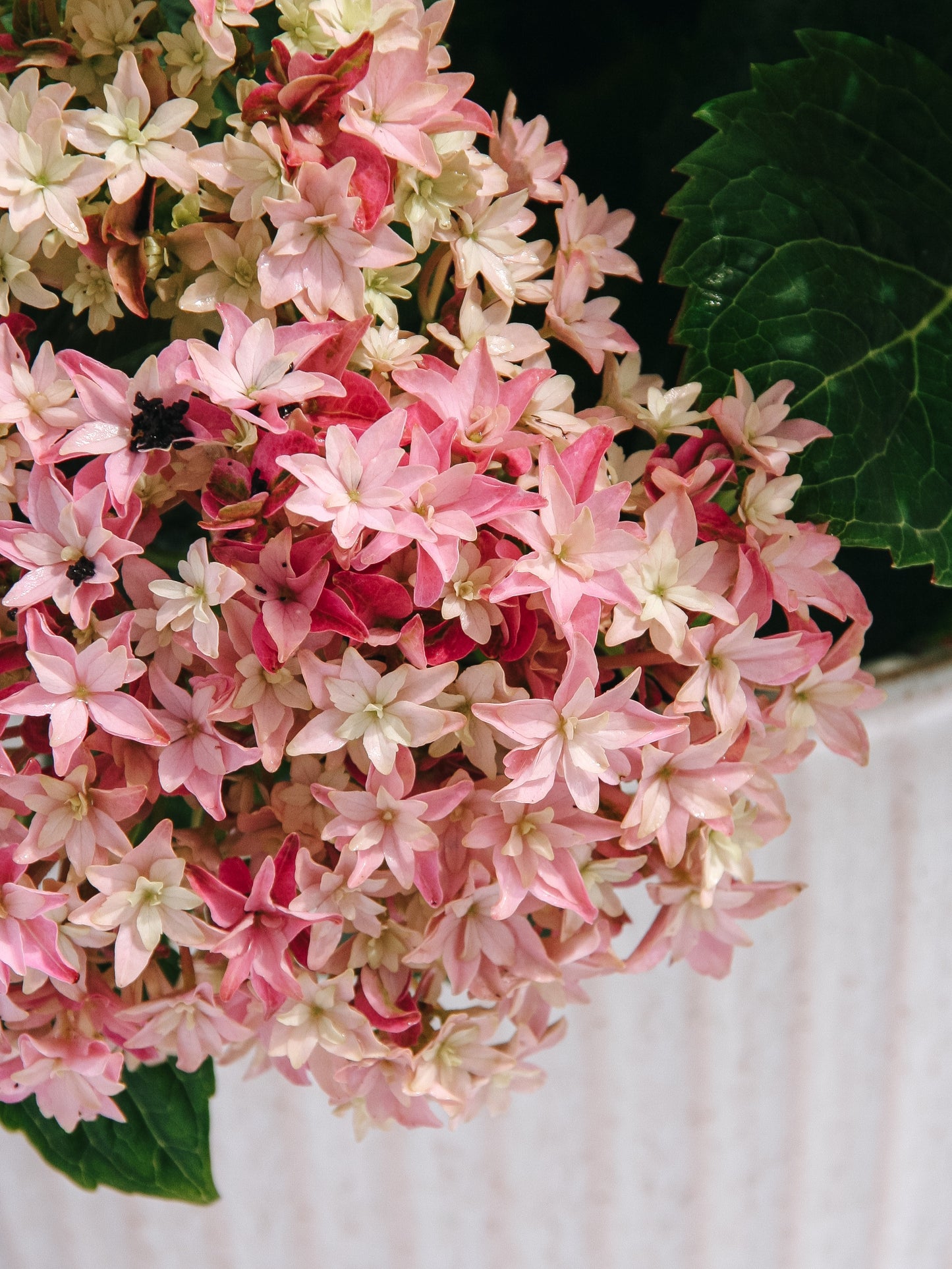 Starfield Hydrangea