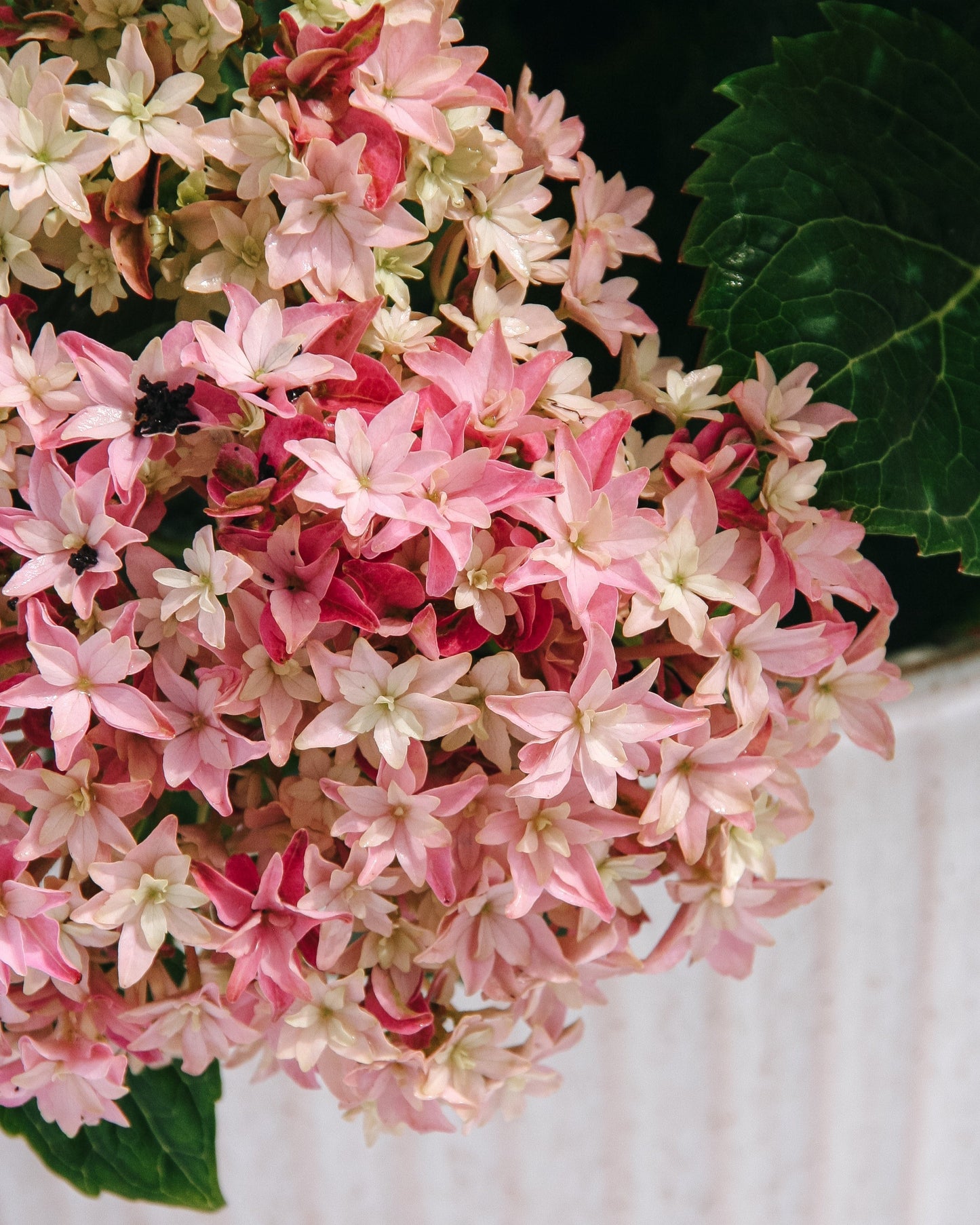 Starfield Hydrangea
