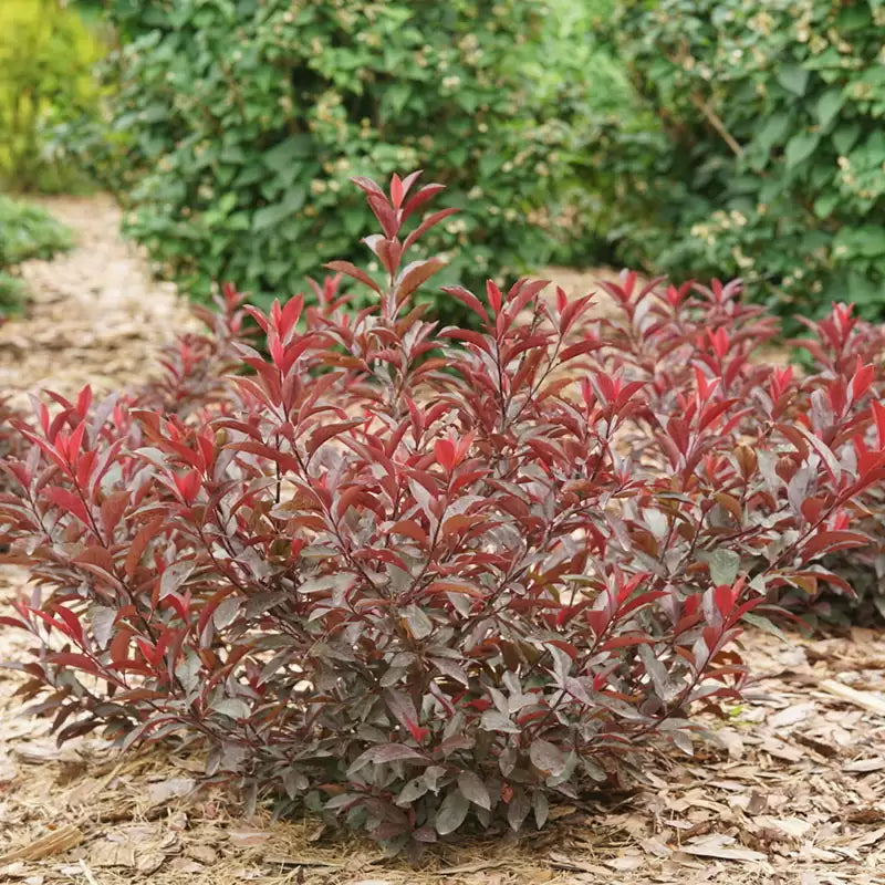 Stay Classy Purple leaf sand cherry