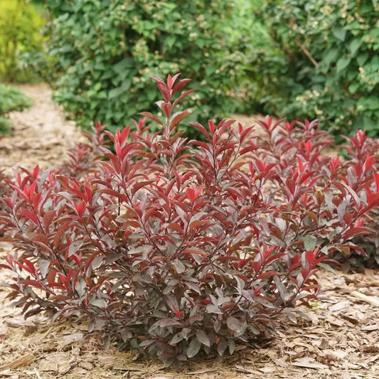 Stay Classy Purple leaf sand cherry