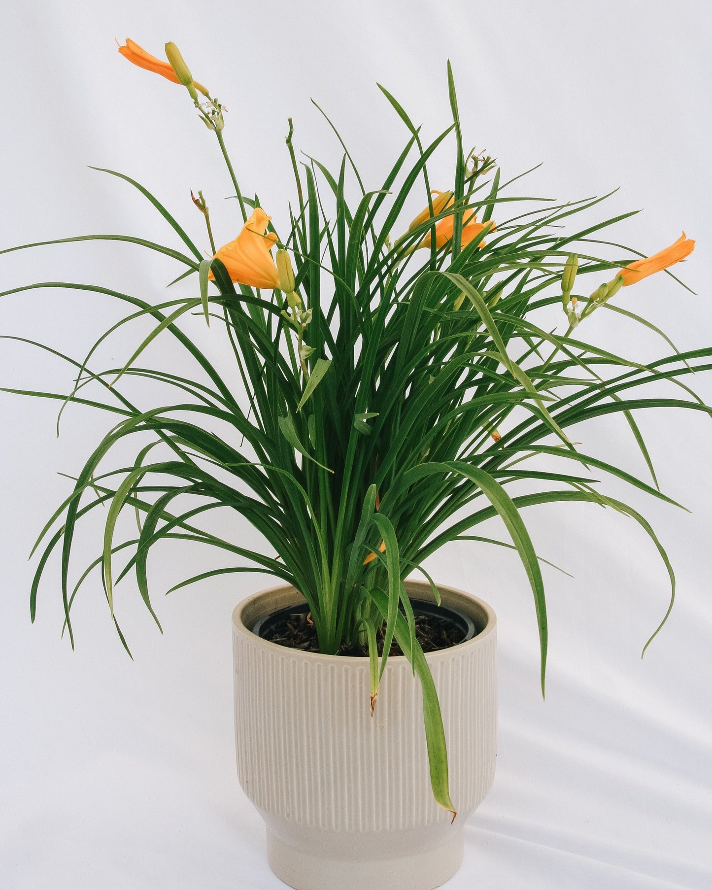 Stella de Oro Daylily