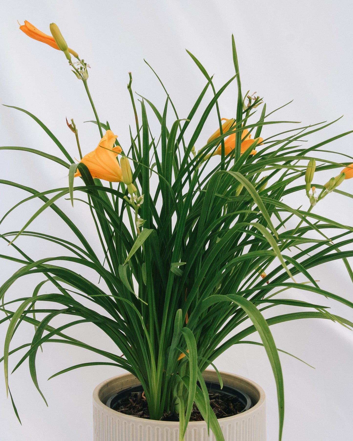 Stella de Oro Daylily