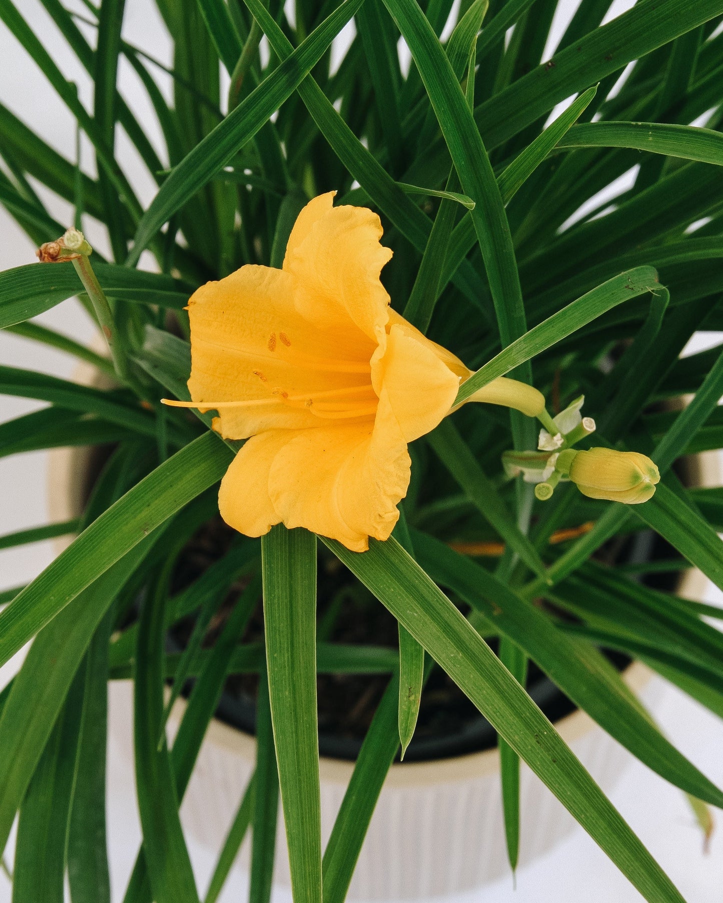 Stella de Oro Daylily
