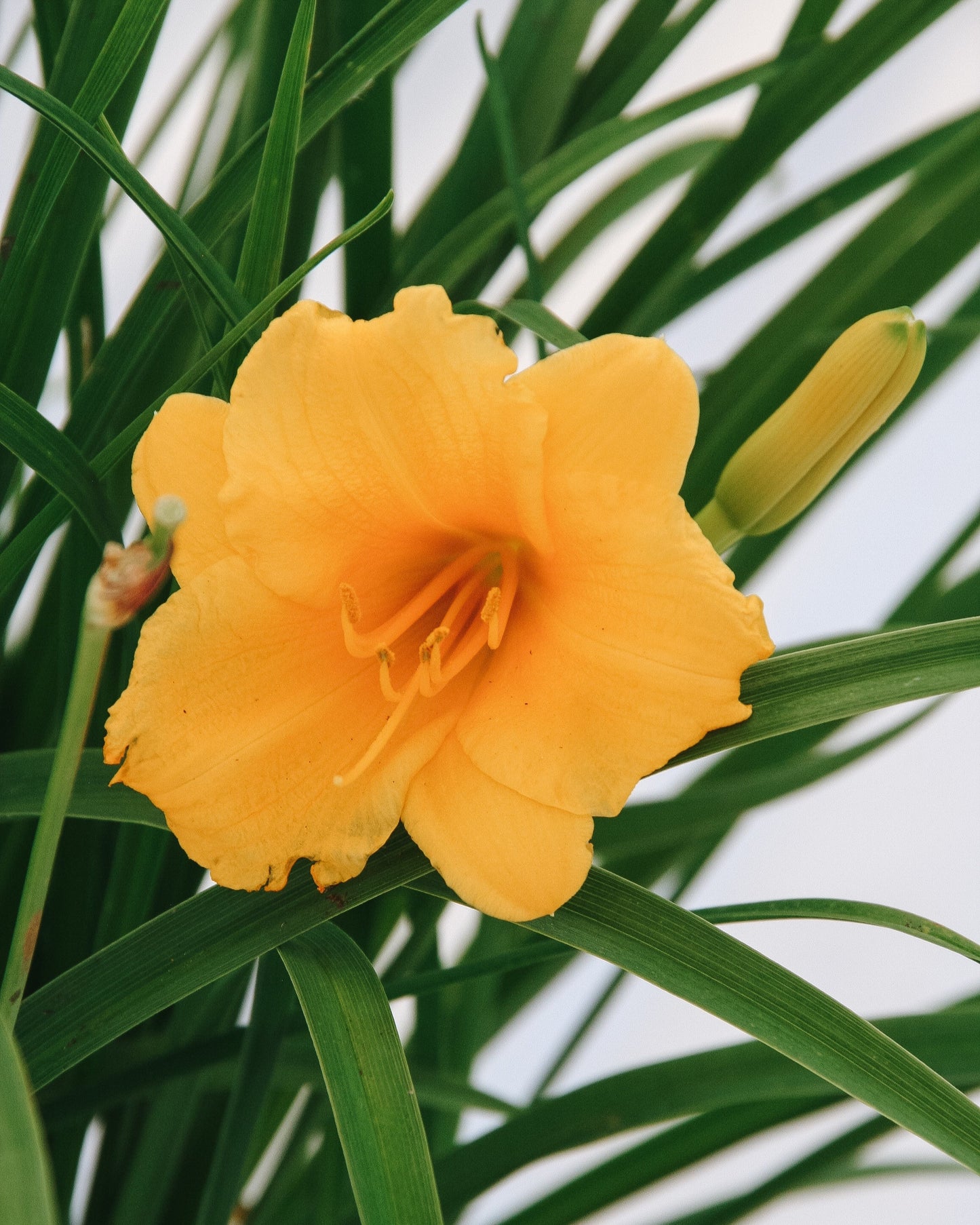Stella de Oro Daylily