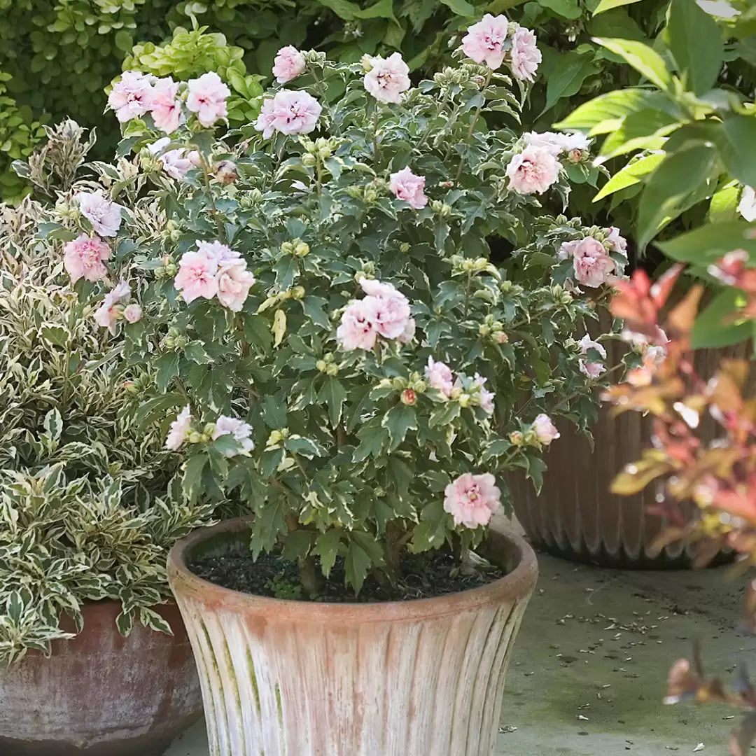 Sugar Tip  Rose of Sharon