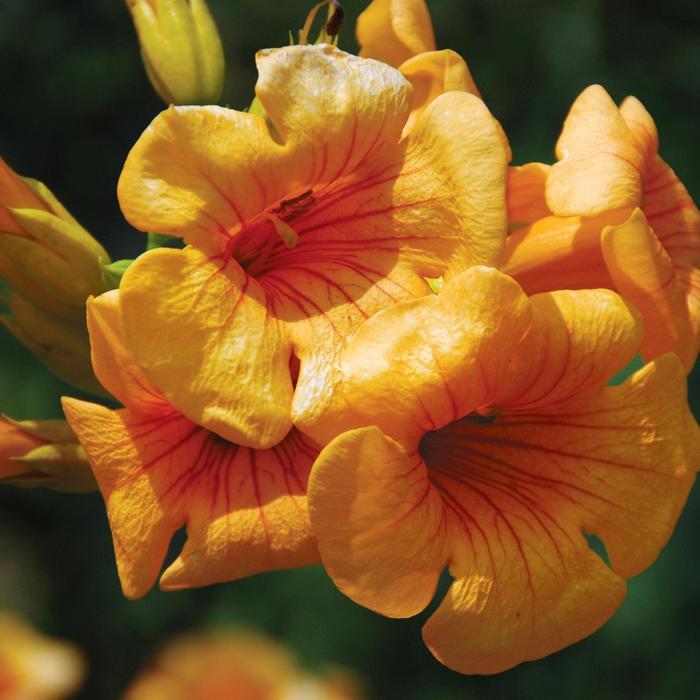 Summer Jazz Gold Trumpet Vine