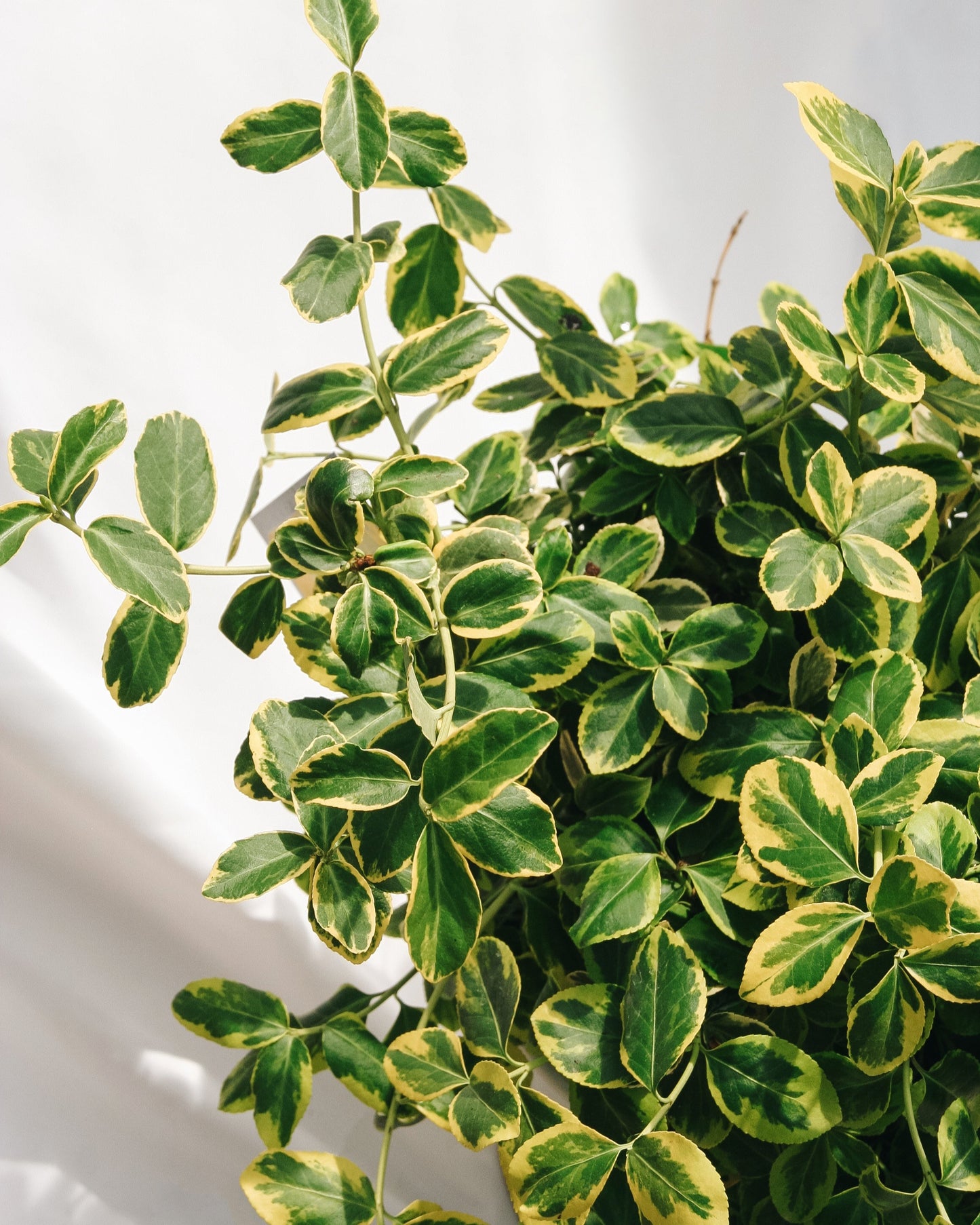 Sungold Euonymus