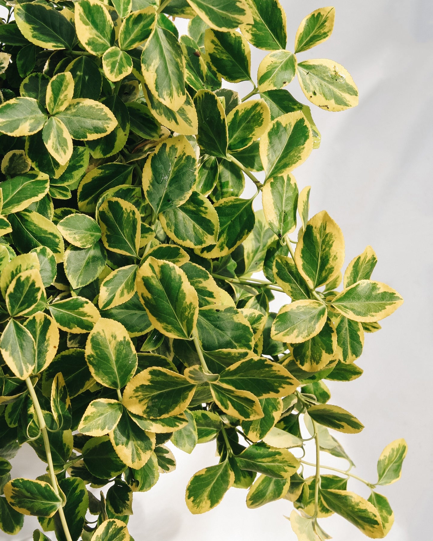 Sungold Euonymus