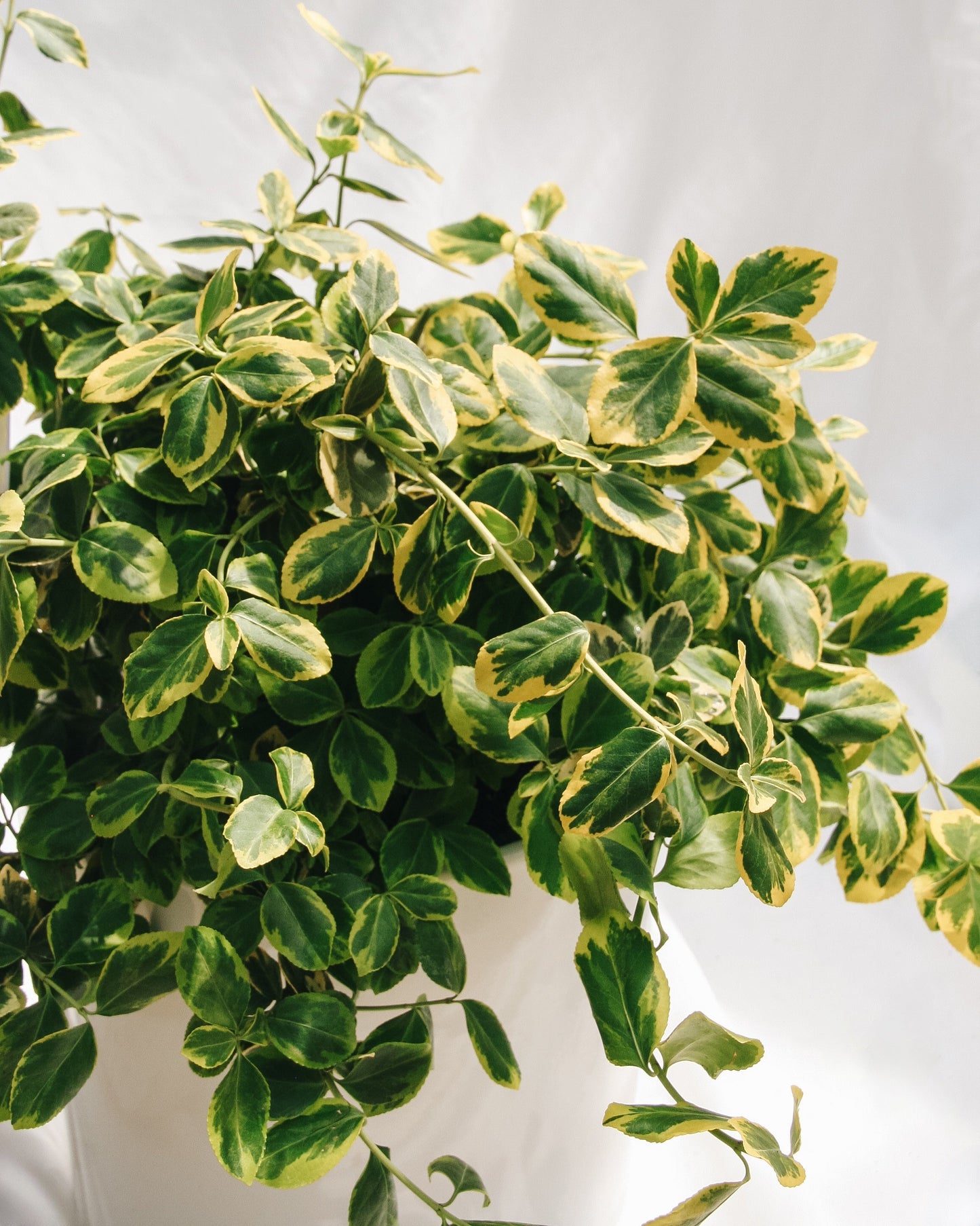 Sungold Euonymus