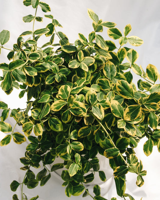 Sungold Euonymus