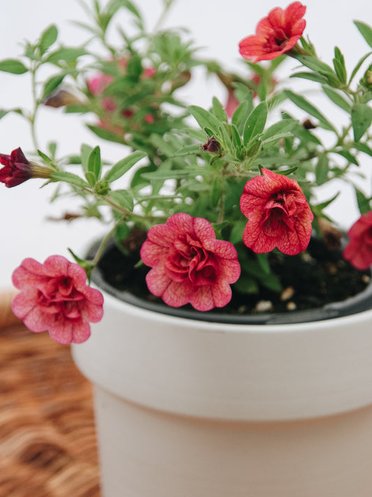 Calibrachoa Superbells® Double Vintage Coral