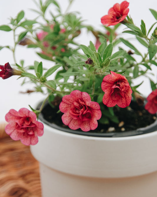 Calibrachoa Superbells Double Vintage Coral