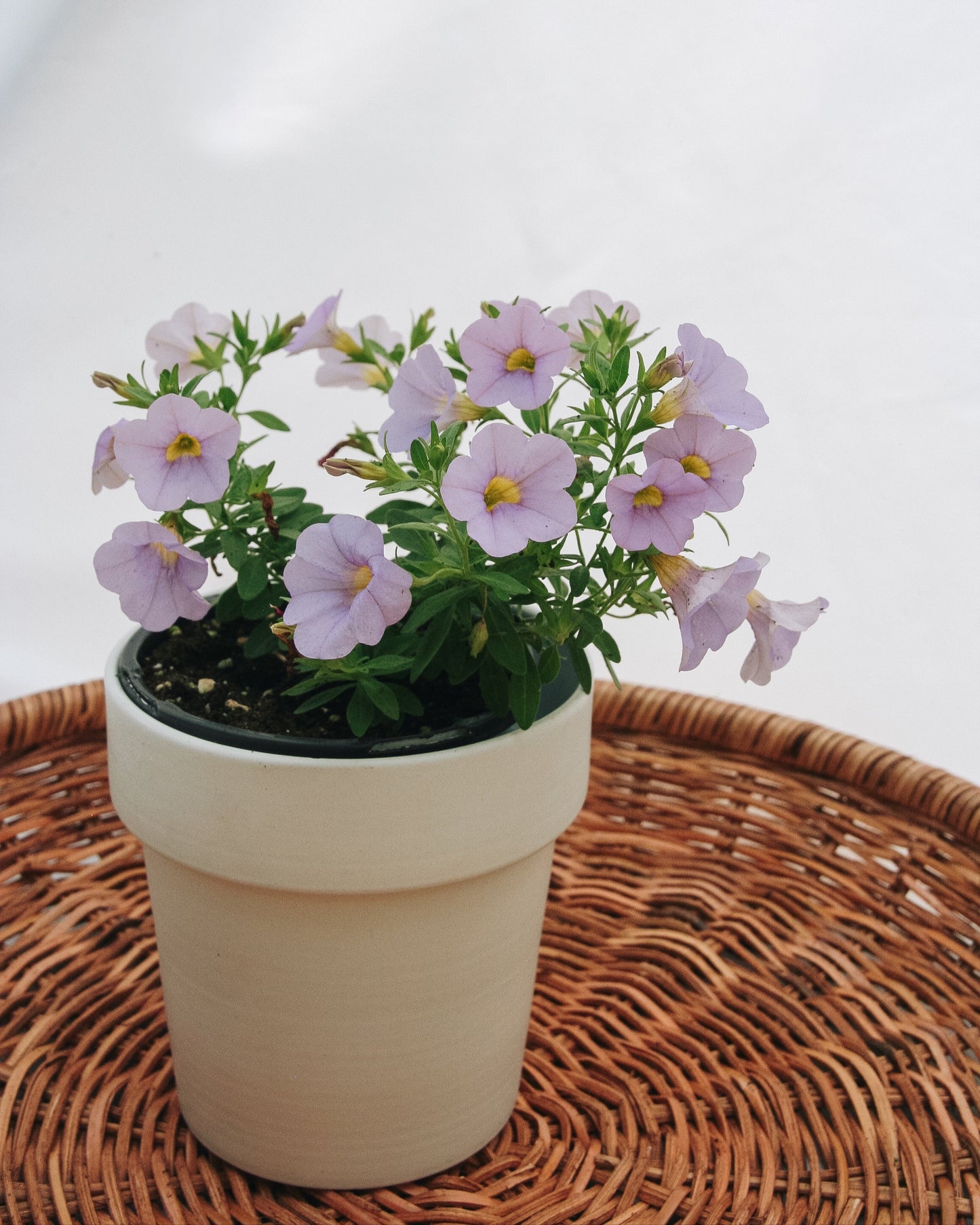 Calibrachoa Superbells Miss Lilac