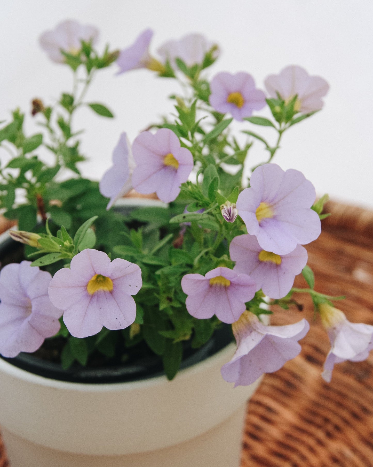 Calibrachoa Superbells Miss Lilac