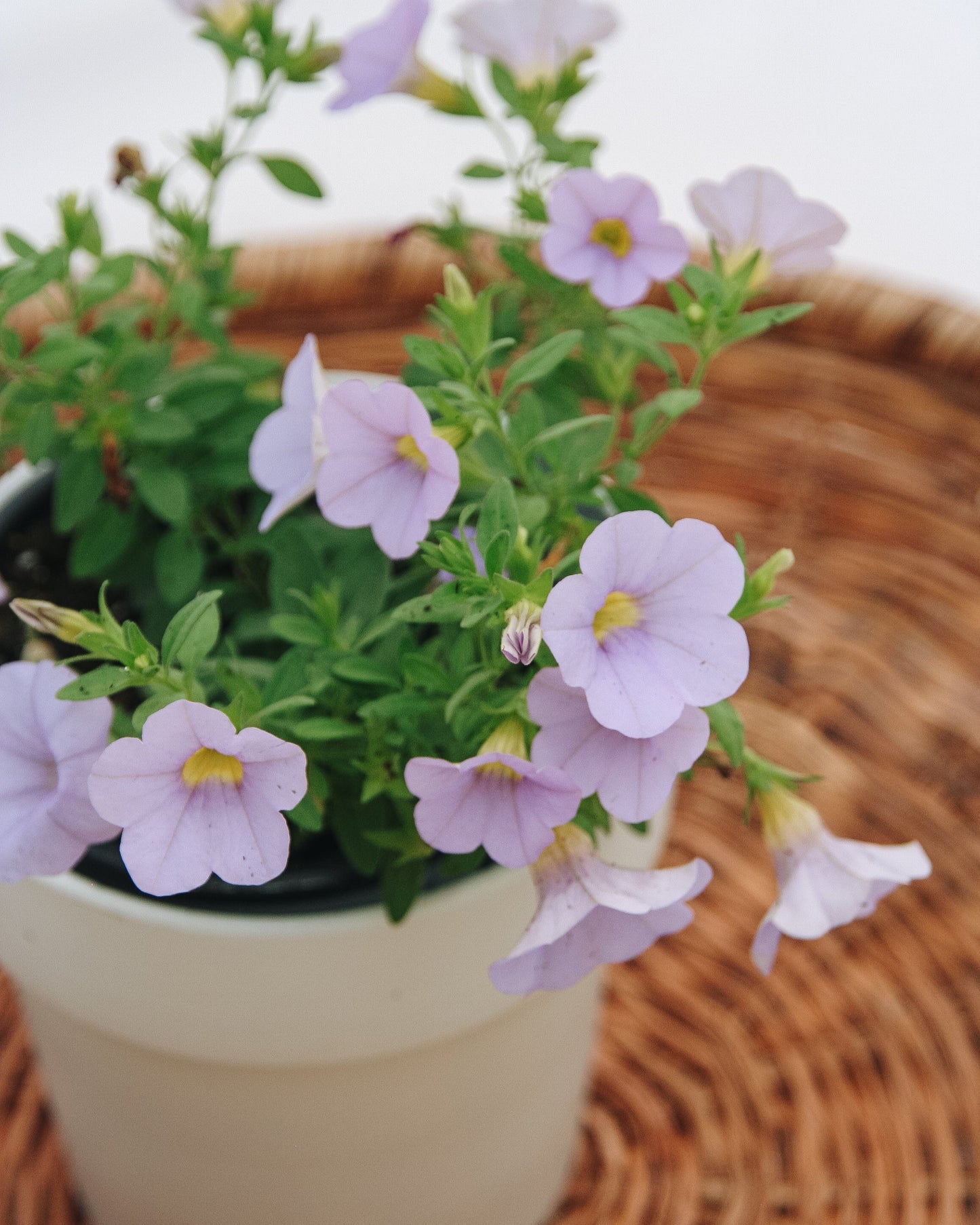Calibrachoa Superbells Miss Lilac