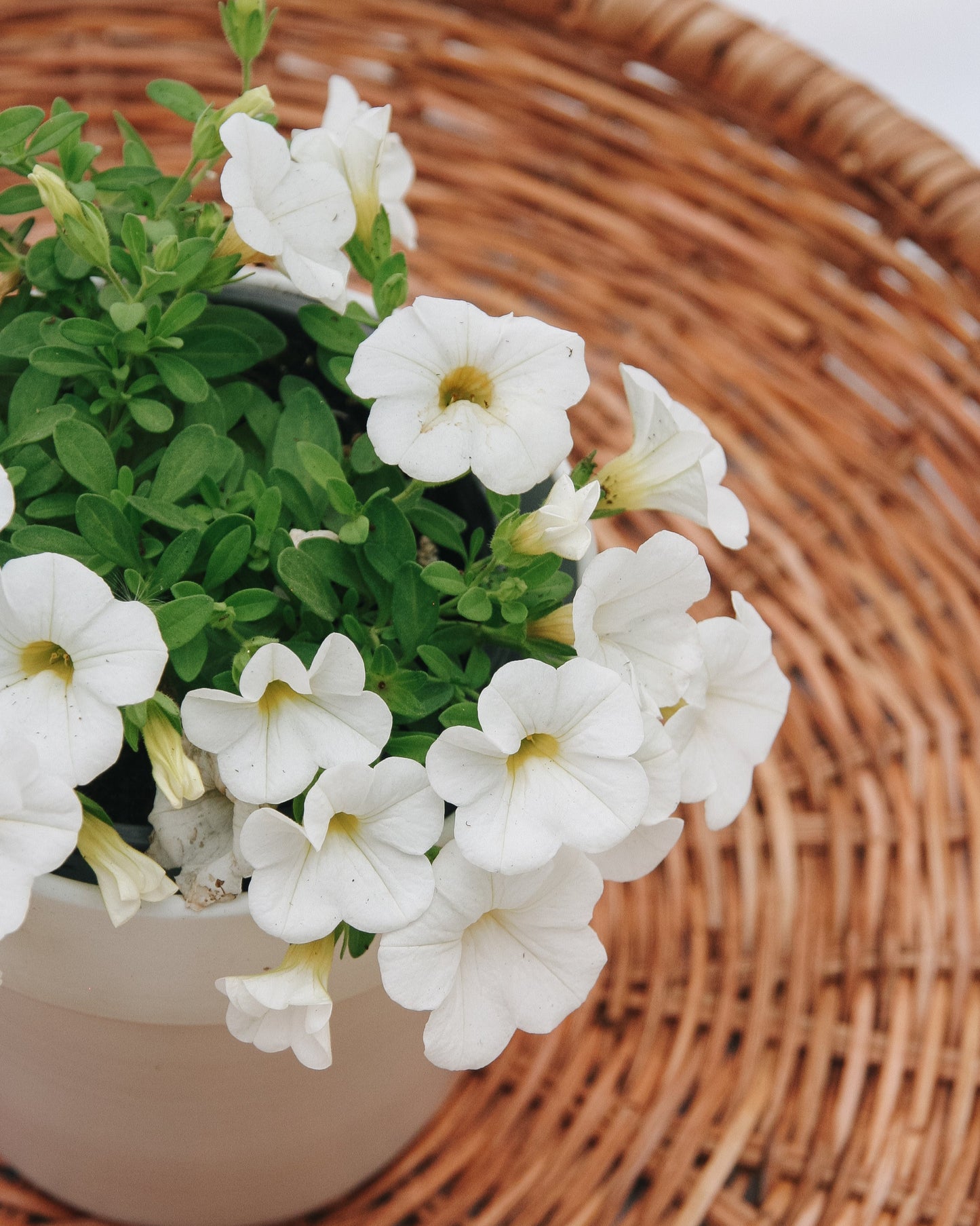 Calibrachoa Superbells White