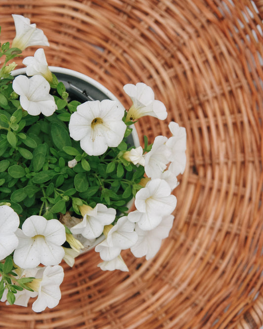 Calibrachoa Superbells White
