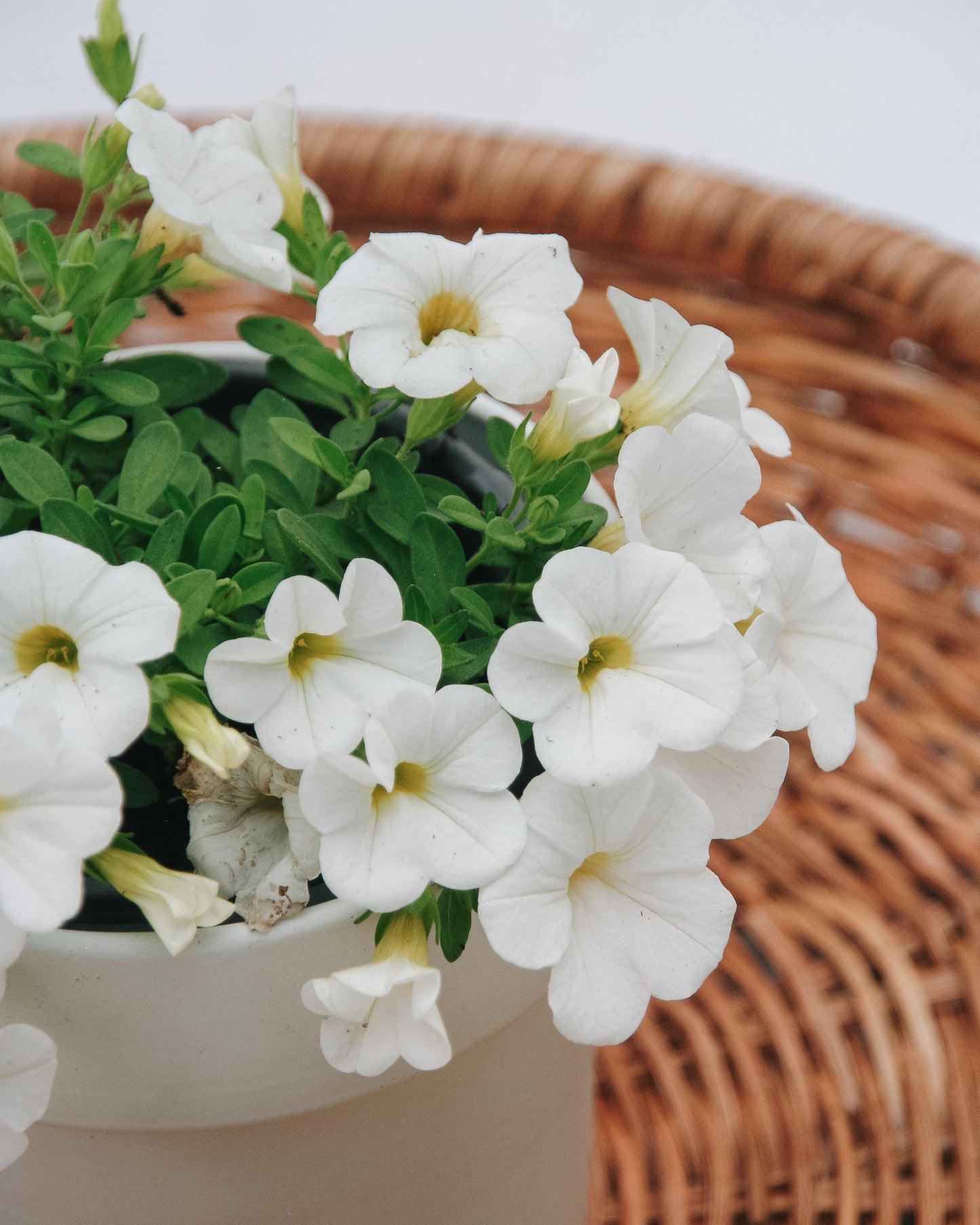 Calibrachoa Superbells White