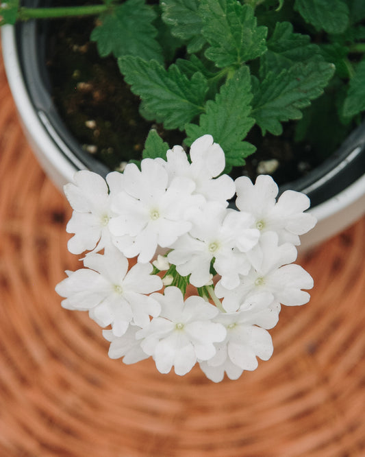 Verbena Superbena Whiteout