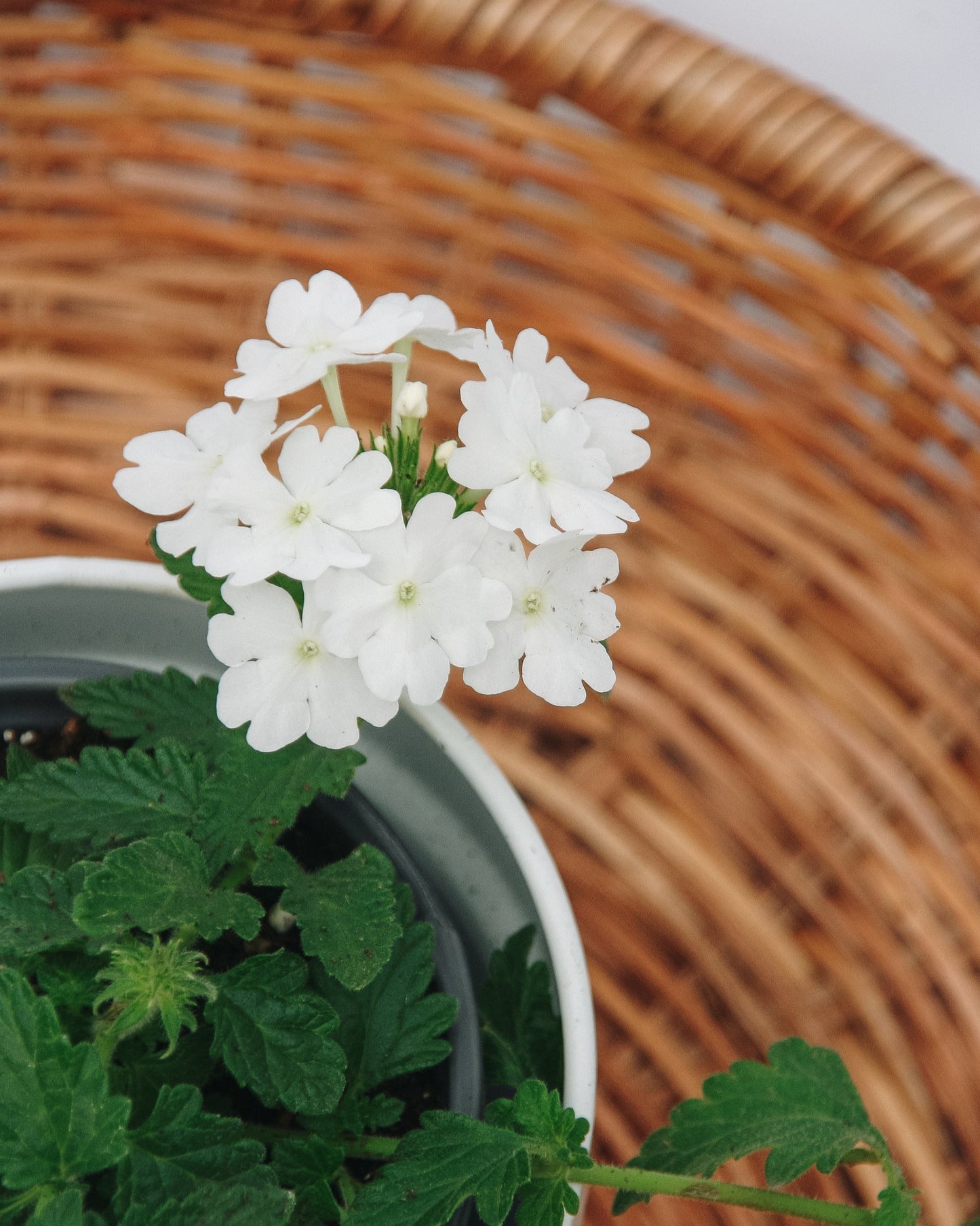 Verbena Superbena Whiteout