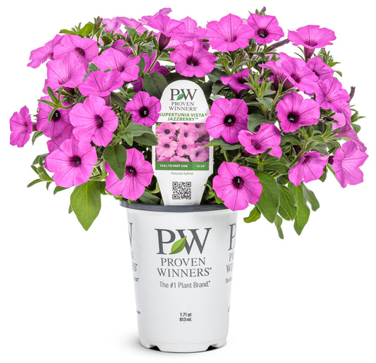 Petunia Supertunia Vista Jazzberry