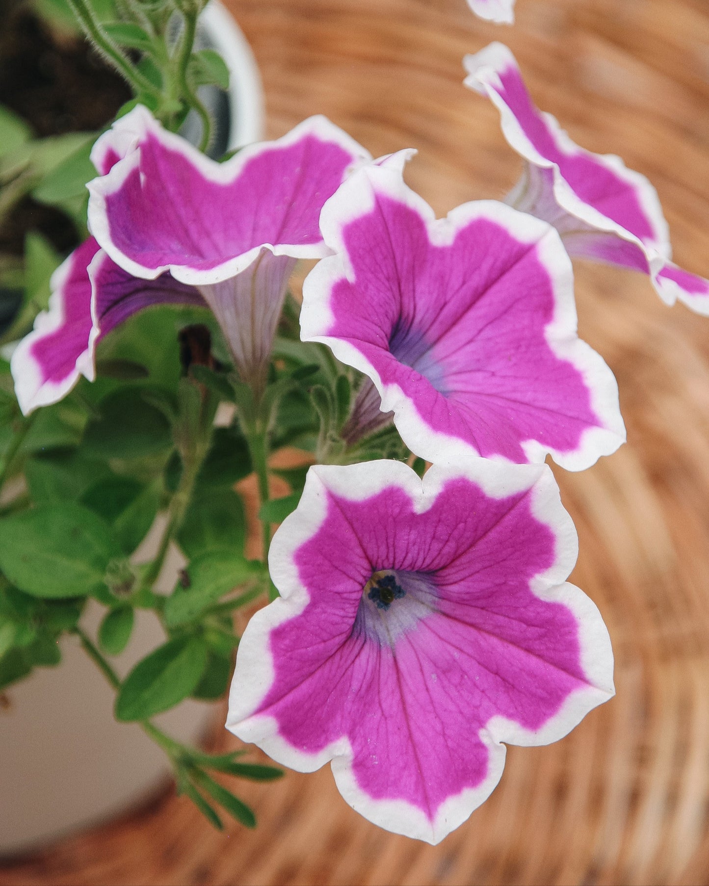 Petunia Supertunia Hoopla Vivid Orchid