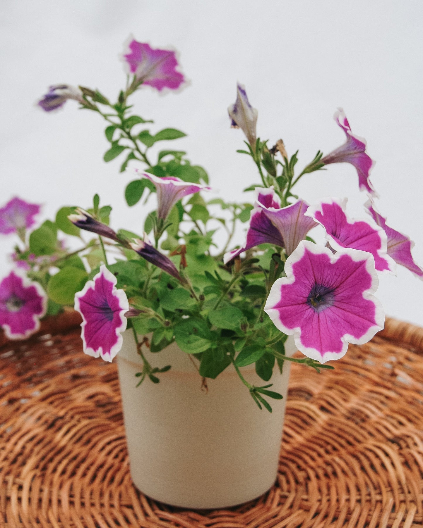 Petunia Supertunia Hoopla Vivid Orchid