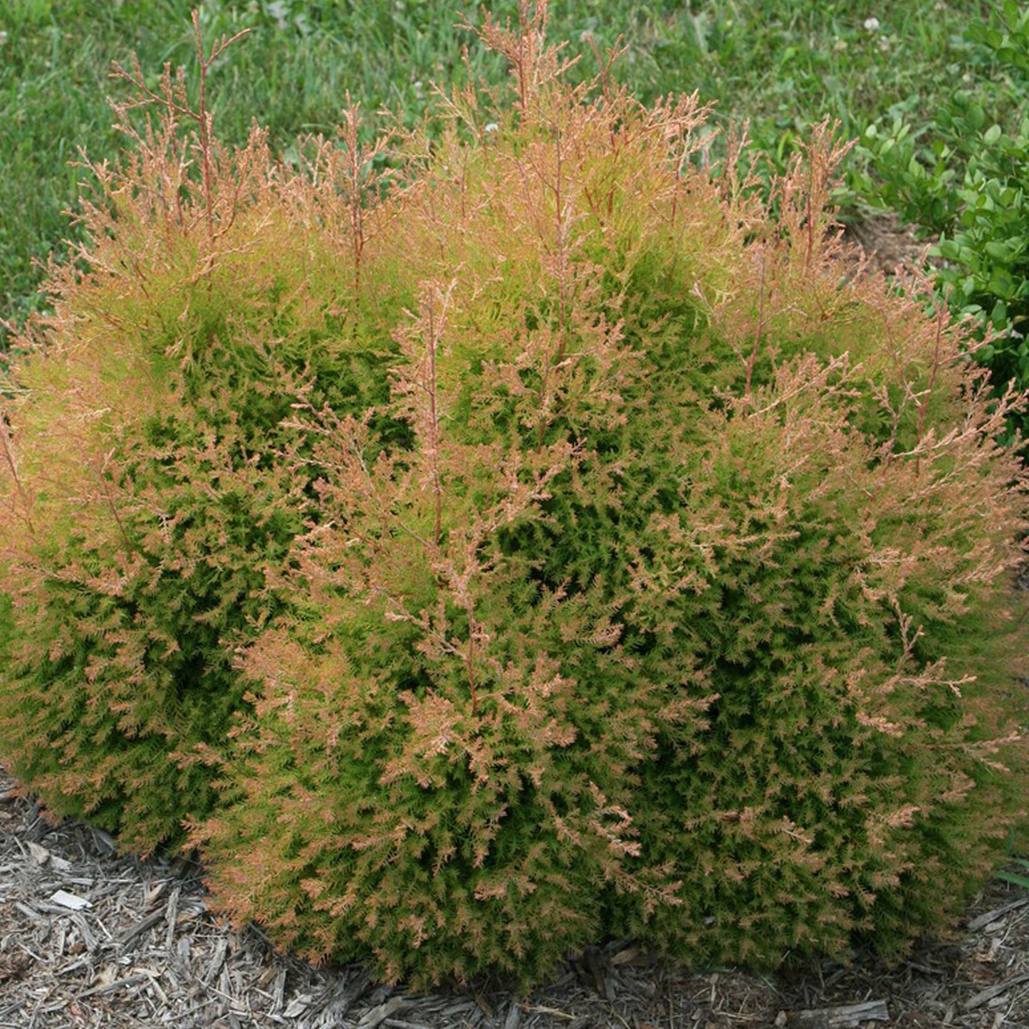 Fire Chief Cedar 2 Gallon / 1 Plant