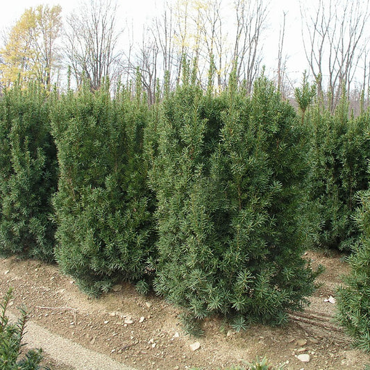 Nova Japanese Yew 40cm 3 Gallon / 1 Plant