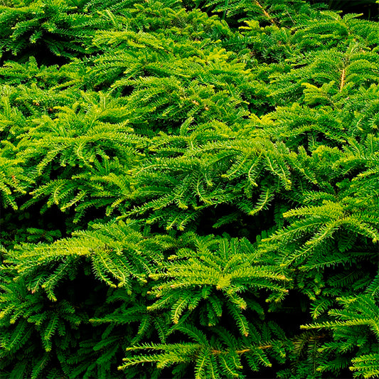 Emerald Spreader Cone Yew 30cm 3 Gallon / 1 Plant