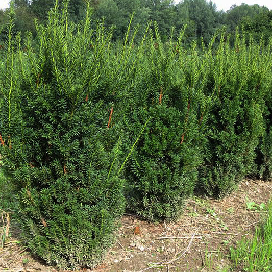 Hill's Hybrid Yew